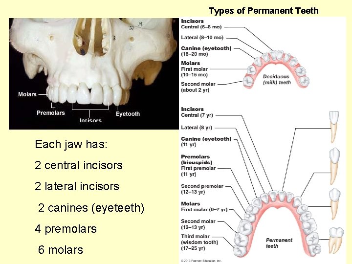 Types of Permanent Teeth Each jaw has: 2 central incisors 2 lateral incisors 2
