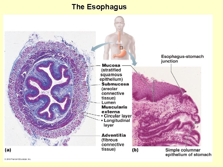  The Esophagus 