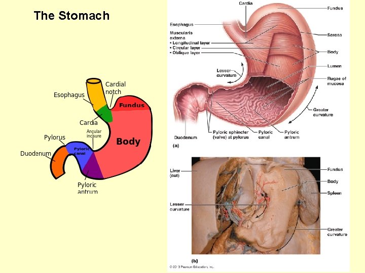  The Stomach 