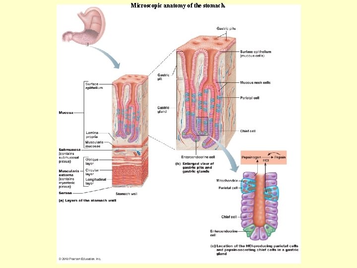 Microscopic anatomy of the stomach. 