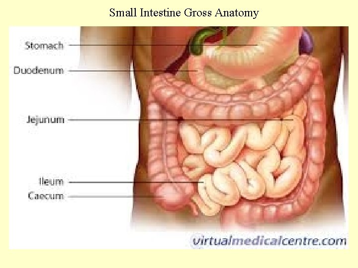 Small Intestine Gross Anatomy 