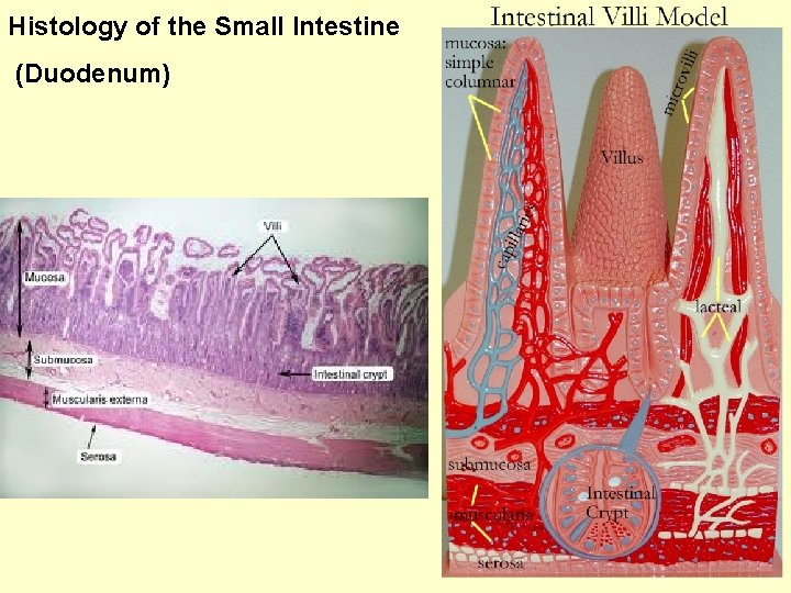 Histology of the Small Intestine (Duodenum) 