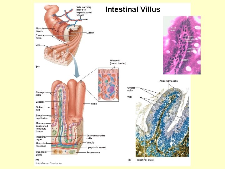 Intestinal Villus 