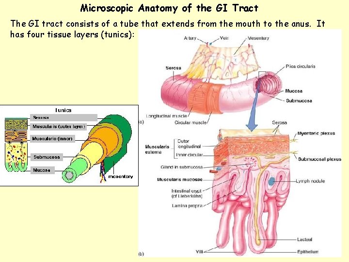 Microscopic Anatomy of the GI Tract The GI tract consists of a tube that