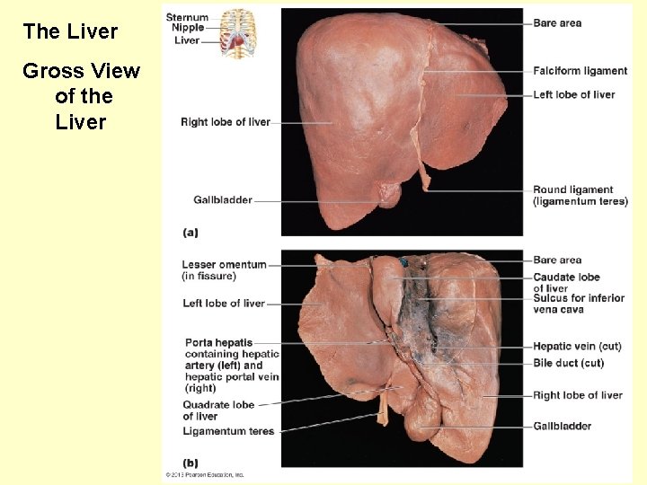 The Liver Gross View of the Liver 