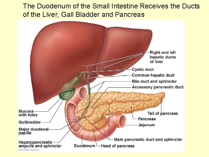 The Duodenum of the Small Intestine Receives the Ducts of the Liver, Gall Bladder