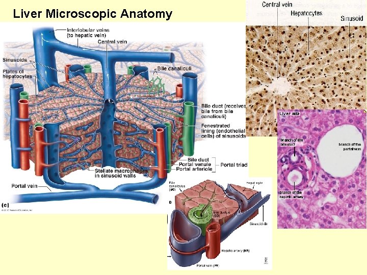 Liver Microscopic Anatomy 