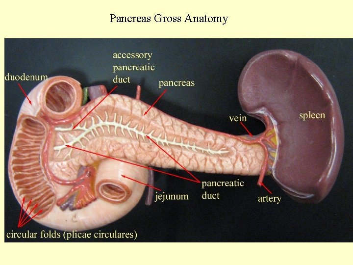 Pancreas Gross Anatomy 