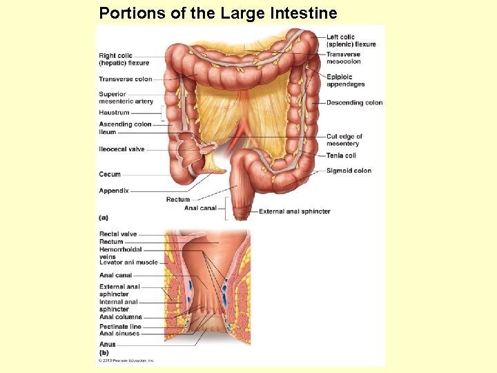 Portions of the Large Intestine 