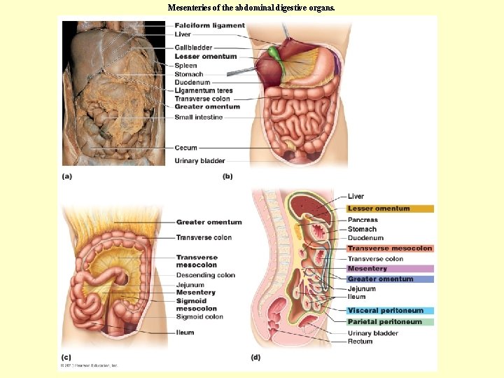 Mesenteries of the abdominal digestive organs. 