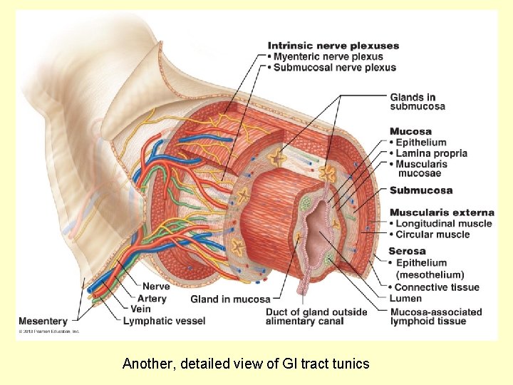 Another, detailed view of GI tract tunics 