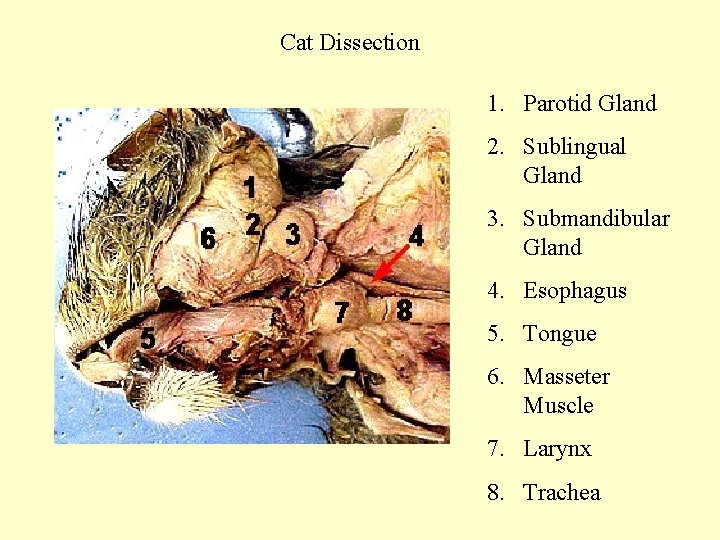 Cat Dissection 1. Parotid Gland 2. Sublingual Gland 3. Submandibular Gland 4. Esophagus 5.