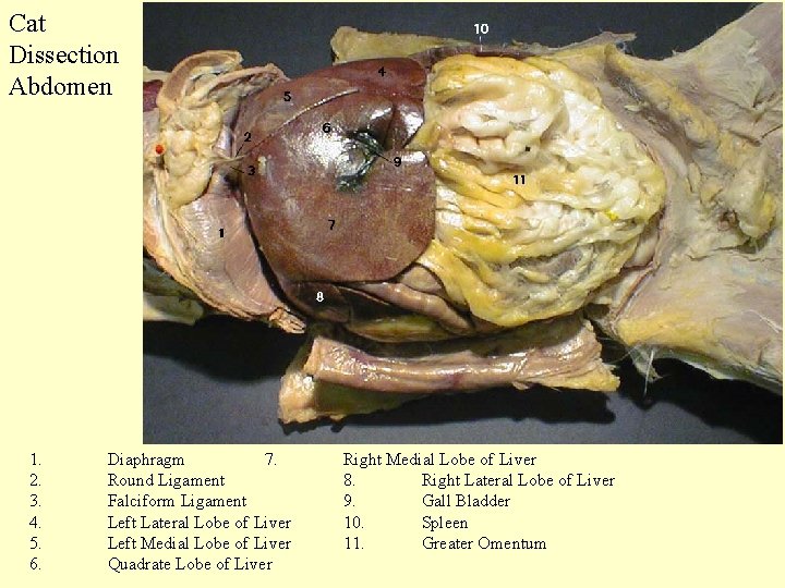 Cat Dissection Abdomen 1. 2. 3. 4. 5. 6. Diaphragm 7. Round Ligament Falciform