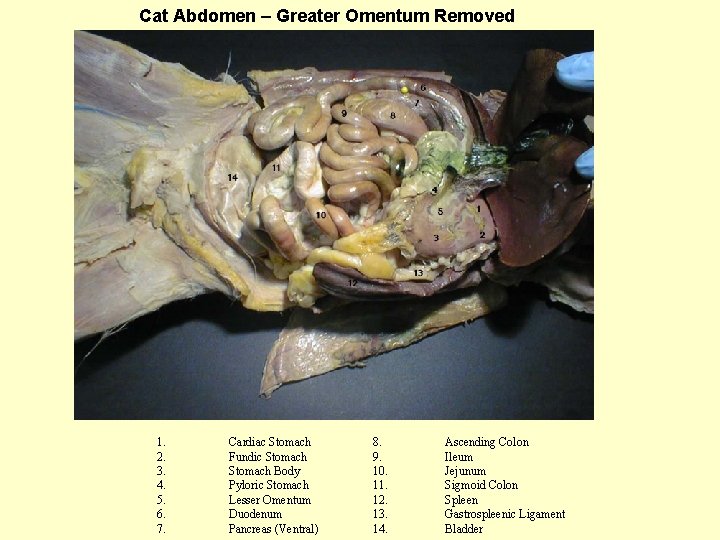 Cat Abdomen – Greater Omentum Removed 1. 2. 3. 4. 5. 6. 7. Cardiac