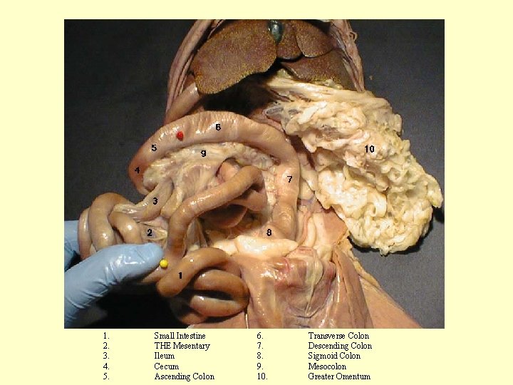 1. 2. 3. 4. 5. Small Intestine THE Mesentary Ileum Cecum Ascending Colon 6.