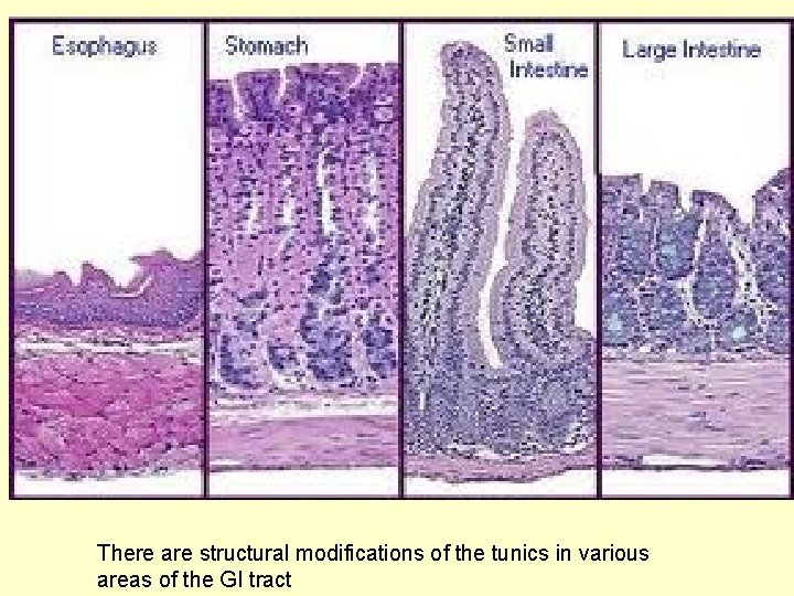 There are structural modifications of the tunics in various areas of the GI tract