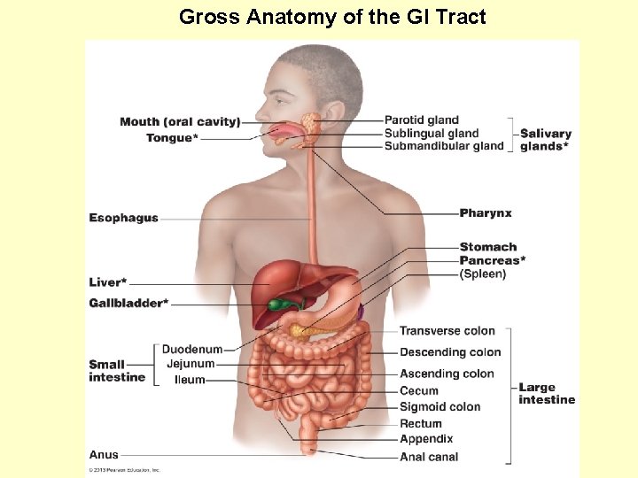  Gross Anatomy of the GI Tract 