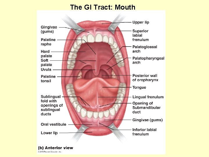 The GI Tract: Mouth 