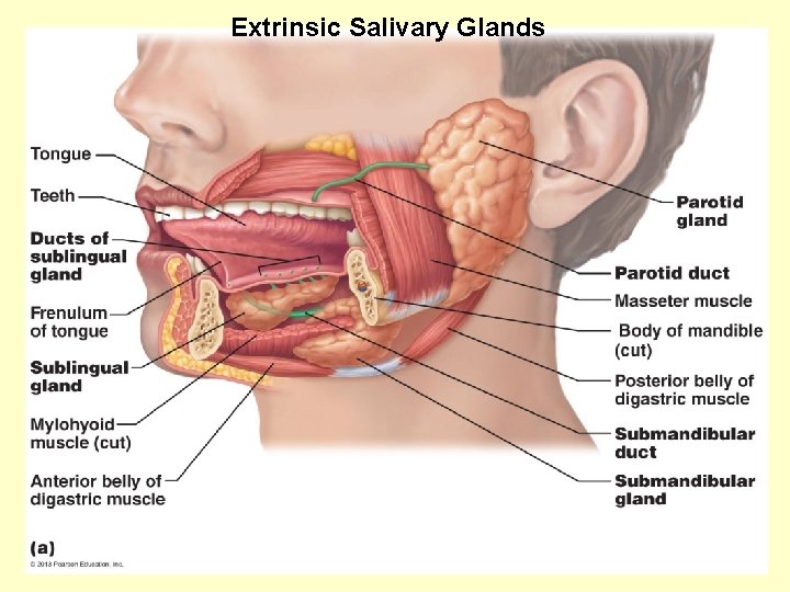  Extrinsic Salivary Glands 