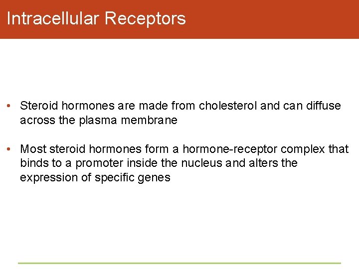 Intracellular Receptors • Steroid hormones are made from cholesterol and can diffuse across the