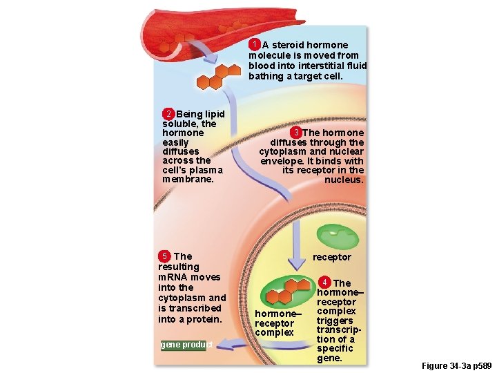 1 A steroid hormone molecule is moved from blood into interstitial fluid bathing a