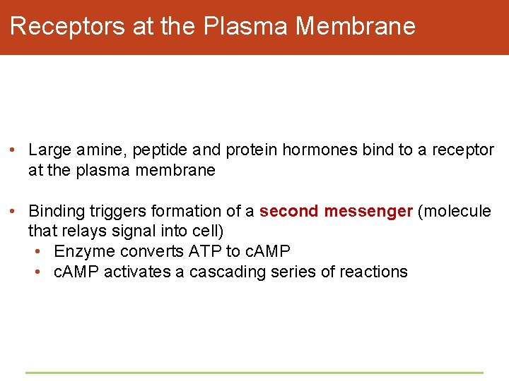 Receptors at the Plasma Membrane • Large amine, peptide and protein hormones bind to