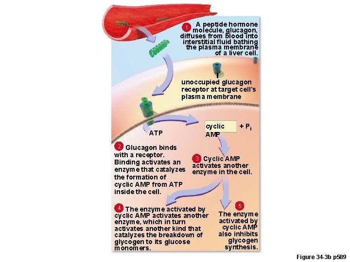 A peptide hormone molecule, glucagon, diffuses from blood into interstitial fluid bathing the plasma