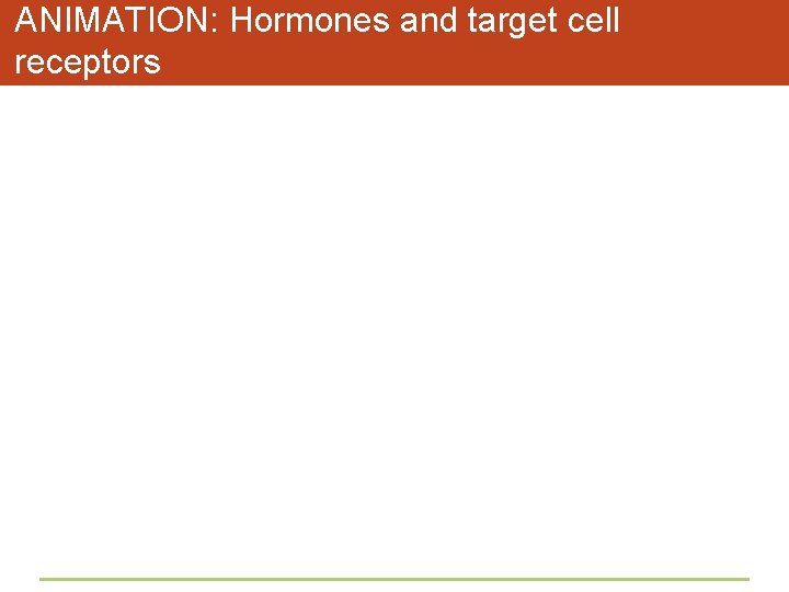 ANIMATION: Hormones and target cell receptors 