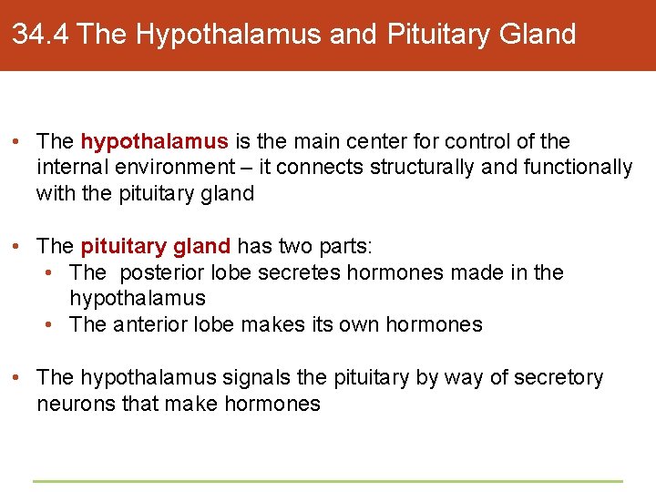 34. 4 The Hypothalamus and Pituitary Gland • The hypothalamus is the main center