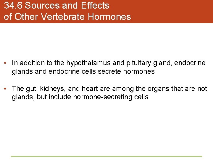 34. 6 Sources and Effects of Other Vertebrate Hormones • In addition to the