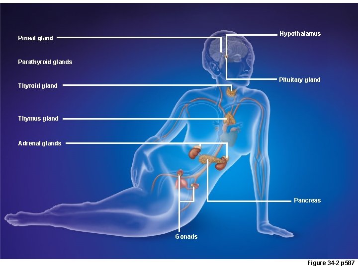 Hypothalamus Pineal gland Parathyroid glands Pituitary gland Thyroid gland Thymus gland Adrenal glands Pancreas