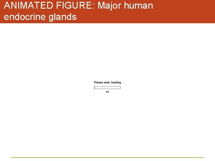 ANIMATED FIGURE: Major human endocrine glands 