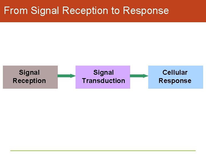 From Signal Reception to Response Signal Reception Signal Transduction Cellular Response 