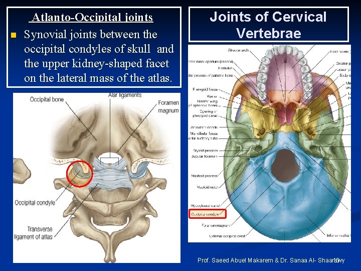 n Atlanto-Occipital joints Synovial joints between the occipital condyles of skull and the upper