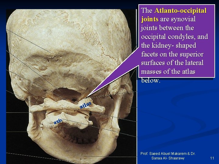 The Atlanto-occipital joints are synovial joints between the occipital condyles, and the kidney- shaped