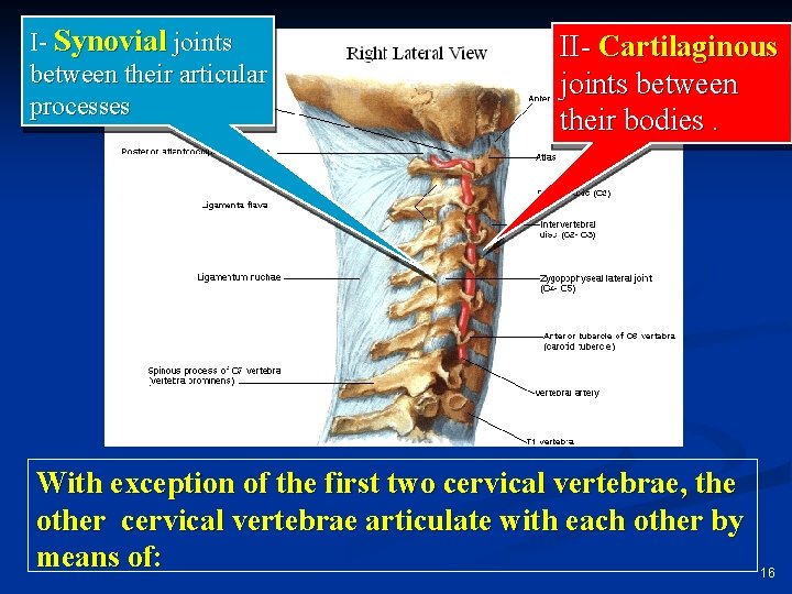 I- Synovial joints between their articular processes II- Cartilaginous joints between their bodies. With