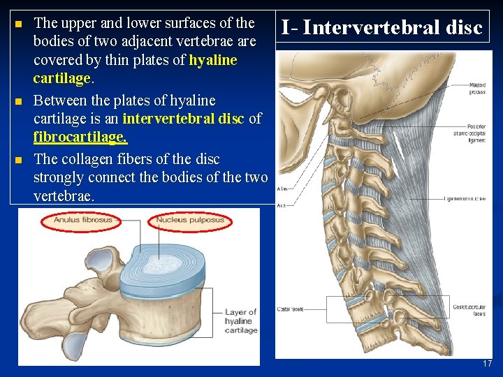 n n n The upper and lower surfaces of the bodies of two adjacent