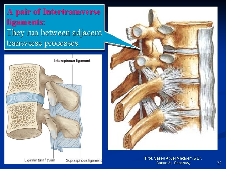 A pair of Intertransverse ligaments: They run between adjacent transverse processes. Prof. Saeed Abuel