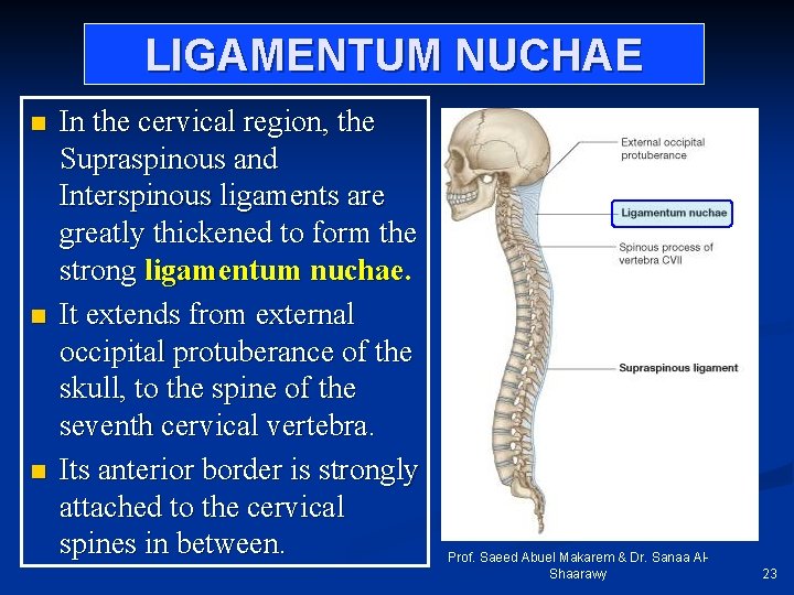 LIGAMENTUM NUCHAE n n n In the cervical region, the Supraspinous and Interspinous ligaments