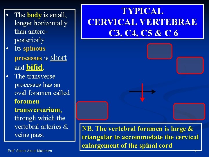  • The body is small, longer horizontally than anteroposteriorly • Its spinous processes