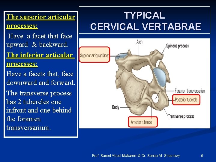 The superior articular processes: Have a facet that face upward & backward. The inferior