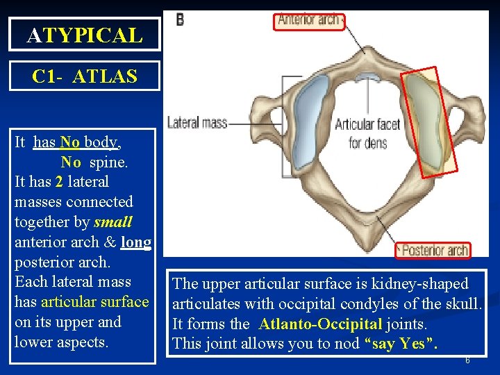 ATYPICAL C 1 - ATLAS It has No body, No spine. It has 2