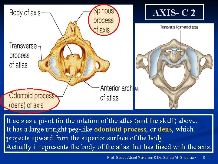 AXIS- C 2 It acts as a pivot for the rotation of the atlas