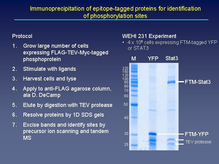 Immunoprecipitation of epitope-tagged proteins for identification of phosphorylation sites Protocol WEHI 231 Experiment 1.