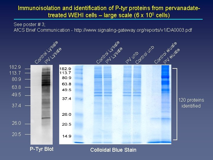 Immunoisolation and identification of P-tyr proteins from pervanadatetreated WEHI cells – large scale (6