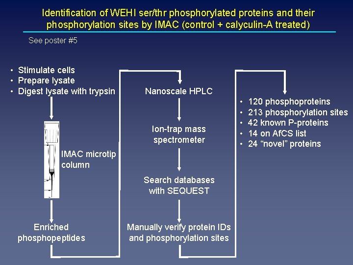 Identification of WEHI ser/thr phosphorylated proteins and their phosphorylation sites by IMAC (control +
