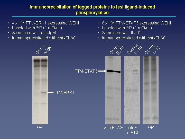 Immunoprecipitation of tagged proteins to test ligand-induced phosphorylation nt a- rol Ig M Co