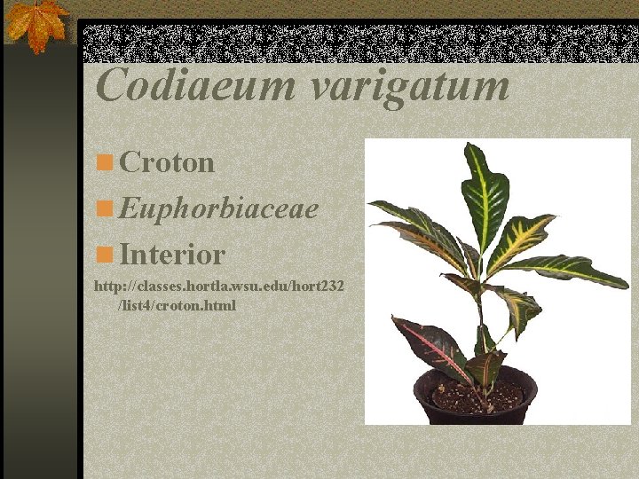 Codiaeum varigatum n Croton n Euphorbiaceae n Interior http: //classes. hortla. wsu. edu/hort 232