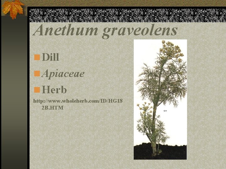 Anethum graveolens n Dill n Apiaceae n Herb http: //www. wholeherb. com/ID/HG 18 2