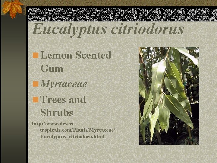 Eucalyptus citriodorus n Lemon Scented Gum n Myrtaceae n Trees and Shrubs http: //www.